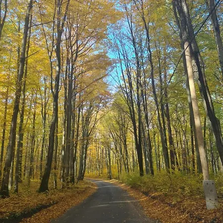 Adam - Kozy 펜션 코시에르지나