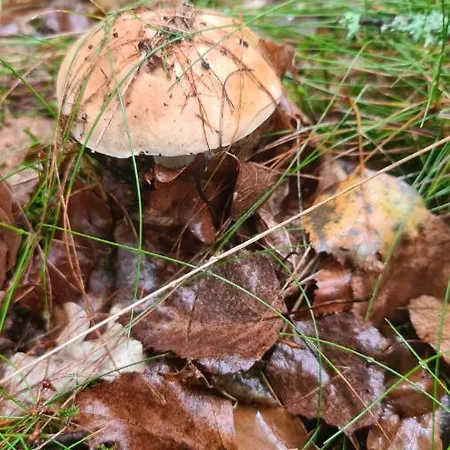 Adam - Kozy 코시에르지나