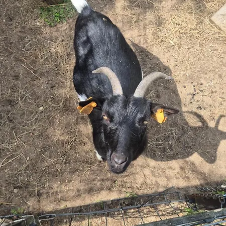 Adam - Kozy * 코시에르지나