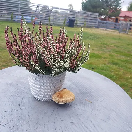 Adam - Kozy 펜션 코시에르지나