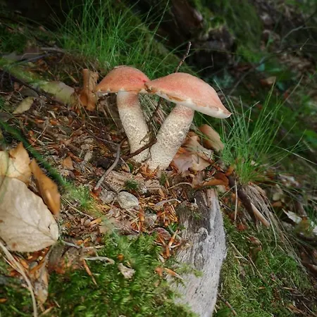 펜션 Adam - Kozy *