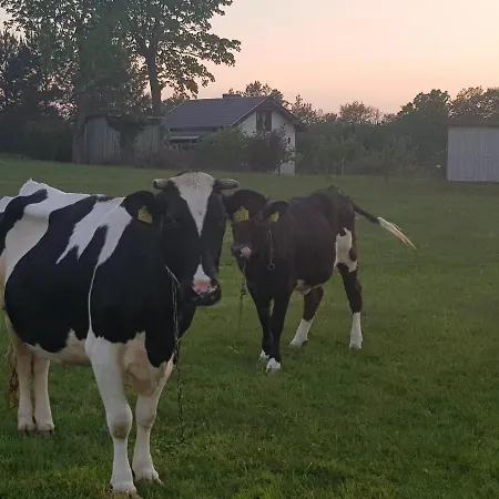 Adam - Kozy 코시에르지나