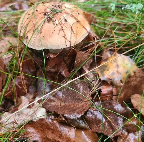 Adam - Kozy Kościerzyna