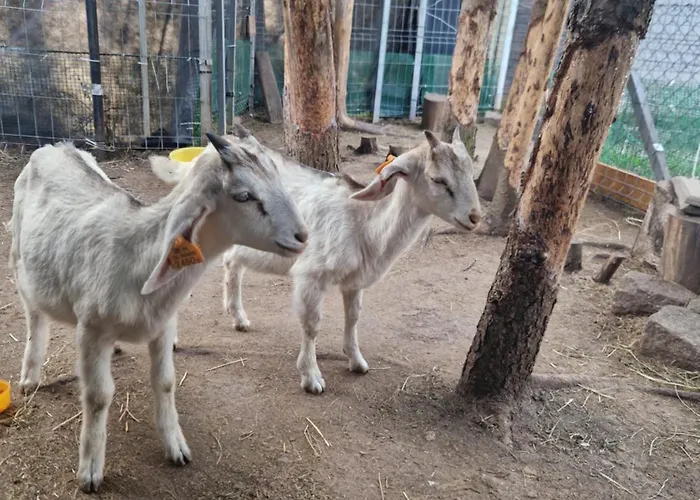 Semesterbostad Adam - Kozy *