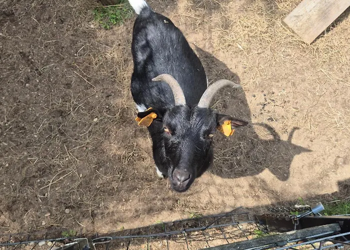 Adam - Kozy * Kościerzyna