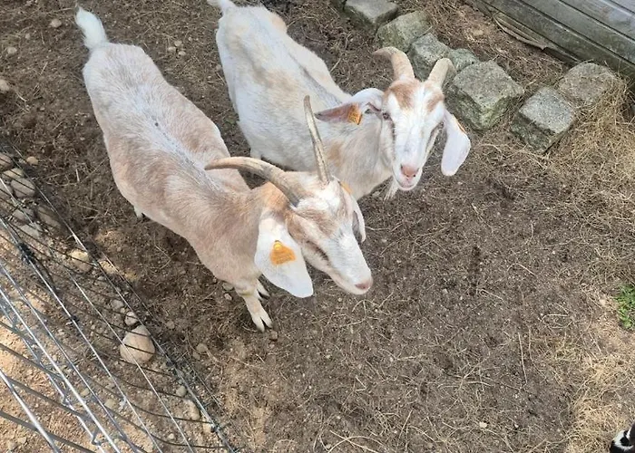 度假居 Adam - Kozy