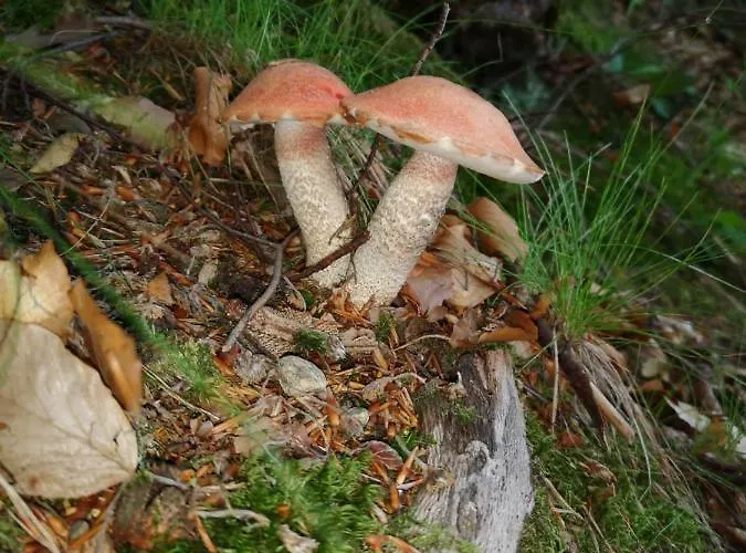 度假居 Adam - Kozy *