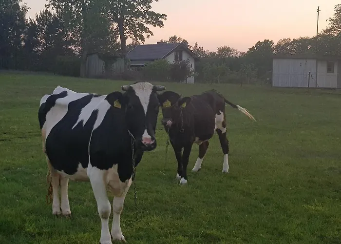 Adam - Kozy Kościerzyna